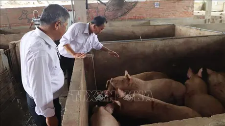 Điều tra đến cùng vụ công ty chăn nuôi C.P. Việt Nam bị 'tố' bán lợn bệnh