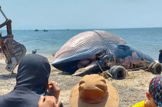 An táng xác cá voi nặng 7 tấn trôi dạt vào biển Lâm Đồng