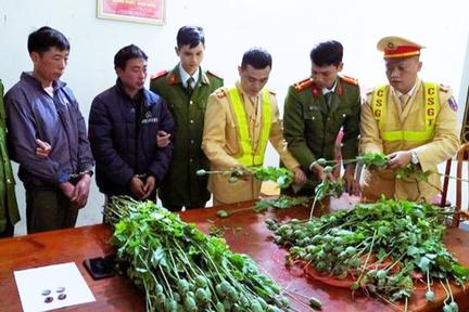 Ngụy trang thuốc phiện trong hộp cao Sao Vàng mang đi tiêu thụ