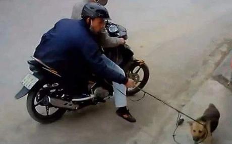 Bình Thuận: Điều tra nguyên nhân tử vong của nghi can trong vụ trộm chó