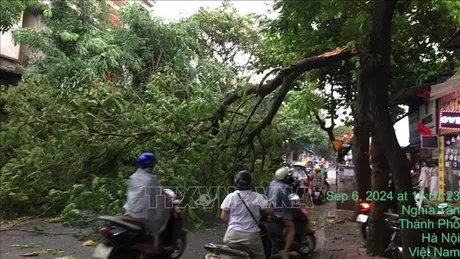 Hà Nội: 226 cây xanh đổ gẫy do ảnh hưởng hoàn lưu trước bão số 3