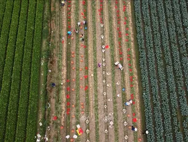 HTX Đông Cao trở thành “vựa rau sạch” của thủ đô