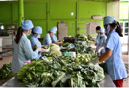 Hà Nội: HTX đóng góp vào xây dựng nông thôn mới