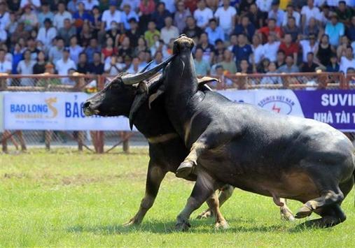 Lễ hội chọi trâu Đồ Sơn 2023: 'Ông' trâu nặng 1,3 tấn vô địch