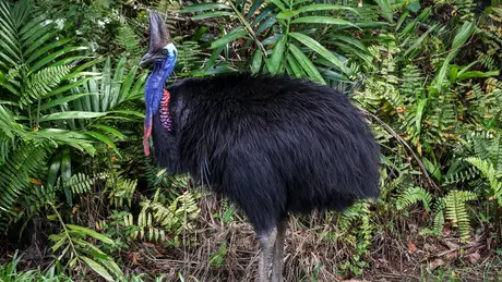 Cassowary: Chim 'khủng long hiện đại' khiến mọi người dân Australia đều dè chừng