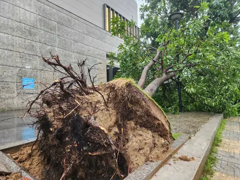 Hà Tĩnh sau bão số 5: Ô tô vỡ kính, cây xanh gãy đổ, người dân tất bật khắc phục hậu quả