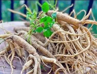 Kon Tum yêu cầu kiểm tra, xác minh lô hàng củ, lá giống sâm Ngọc Linh