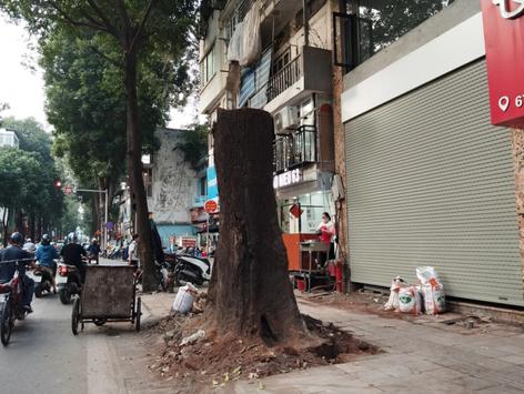 Hà Nội: Giao Công an xác minh vụ 3 cây sao đen hơn 100 tuổi chết khô trên phố Lò Đúc