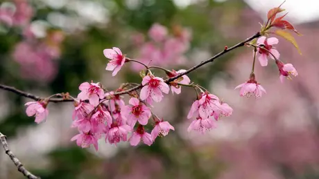 Hoa anh đào khoe sắc trên cao nguyên Mộc Châu