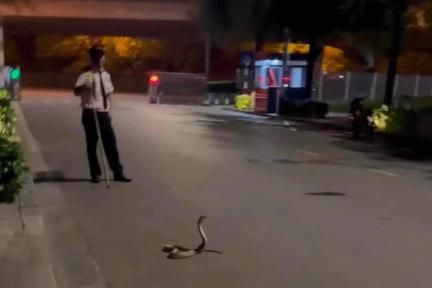 Mùa mưa bão, khu đô thị chủ động phòng chống rắn và côn trùng có hại