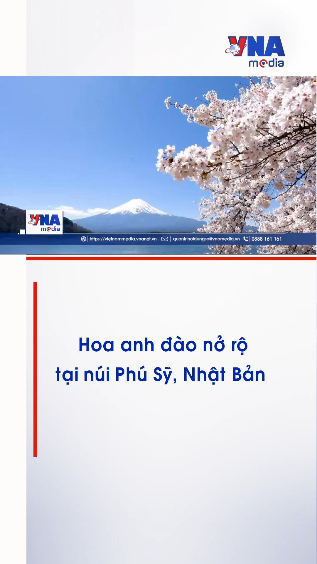 Hoa anh đào nở rộ tại núi Phú Sỹ, Nhật Bản