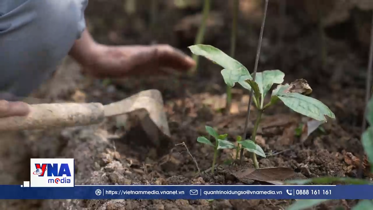 “Đòn bẩy” từ chính sách vay vốn giúp đồng bào Cơ Tu phát triển