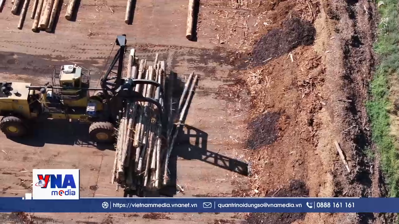 Indonesia siết chặt quản lý tài nguyên rừng