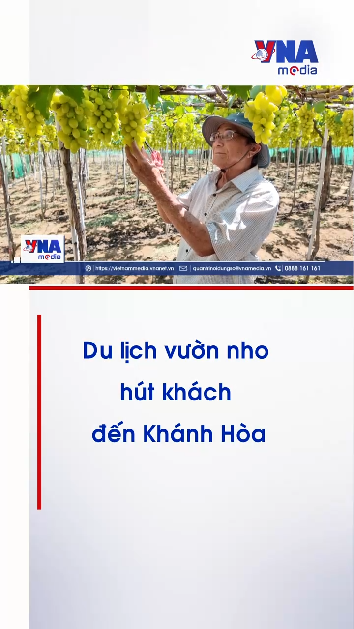 Những vườn nho sai trĩu quả thu hút khách du lịch đến Khánh Hòa