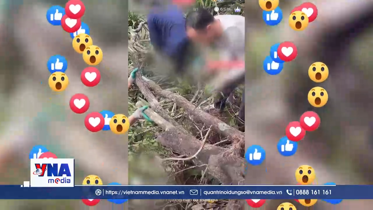 Thanh Hóa: Ngăn chặn mua bán trái phép cây muội hồng