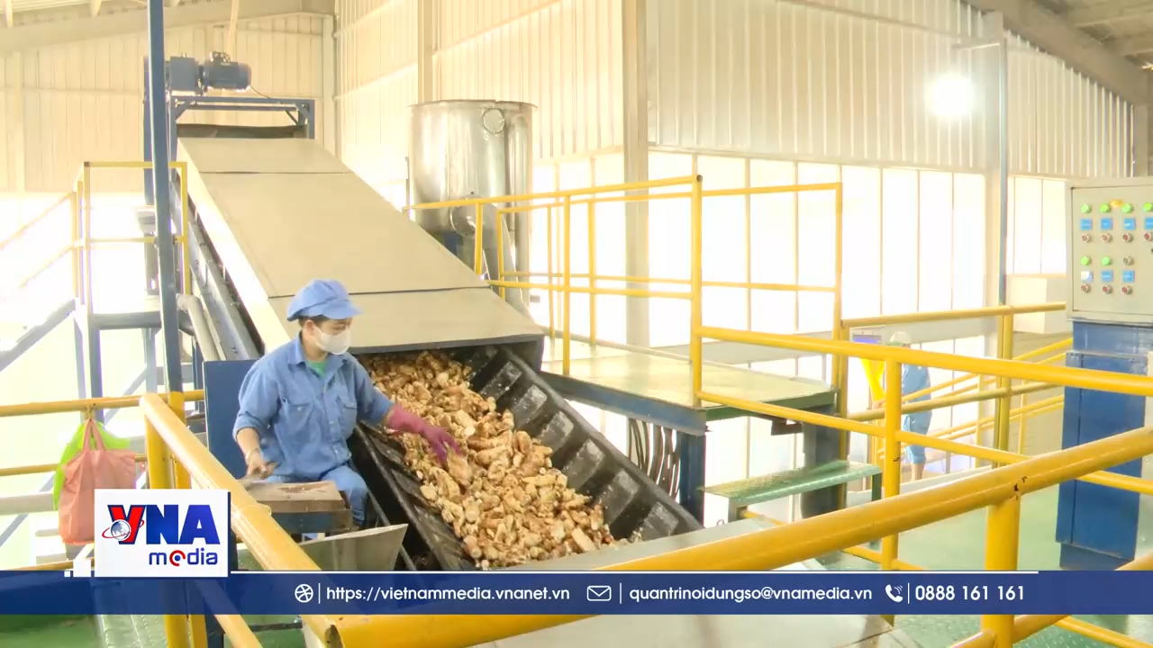 Quảng Trị: Mã số vùng trồng, nâng tầm nông sản xuất khẩu