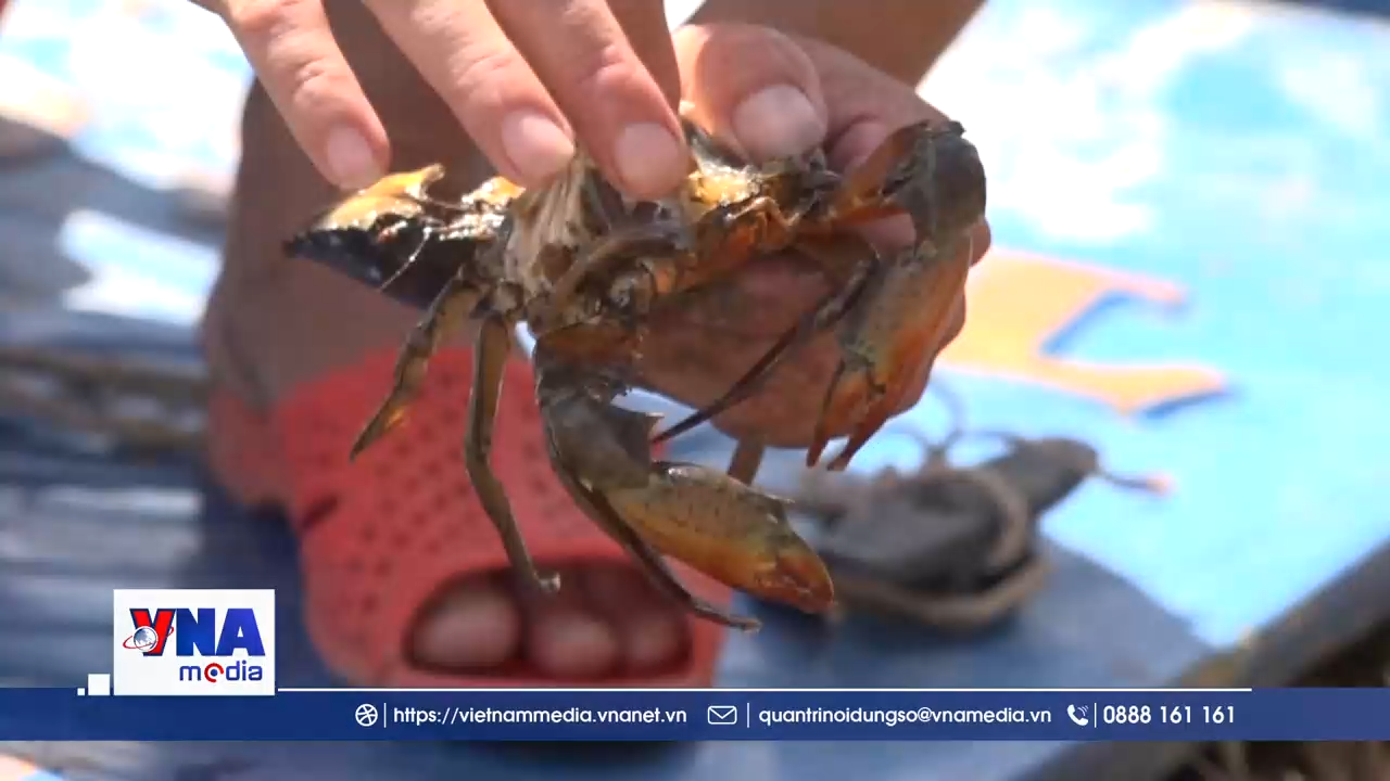 1.300ha nuôi thuỷ sản ở Cà Mau bị thiệt hại do nắng nóng