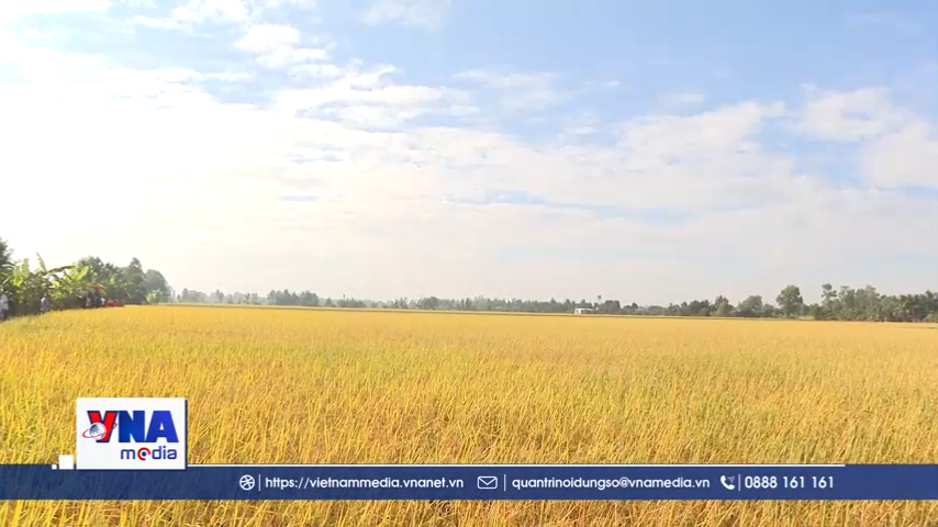 Nông dân Vĩnh Long thích ứng linh hoạt với biến động ngành lúa gạo