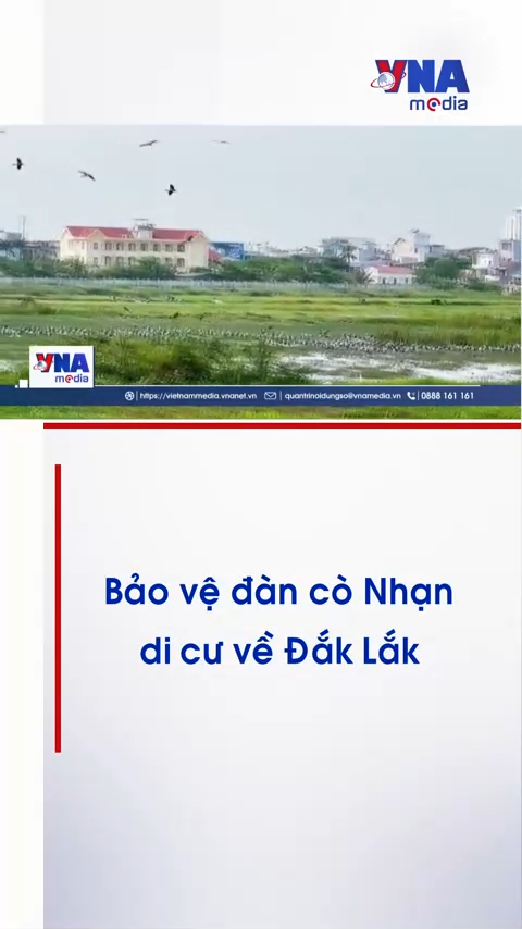 Bảo vệ đàn cò Nhạn di cư về Đắk Lắk
