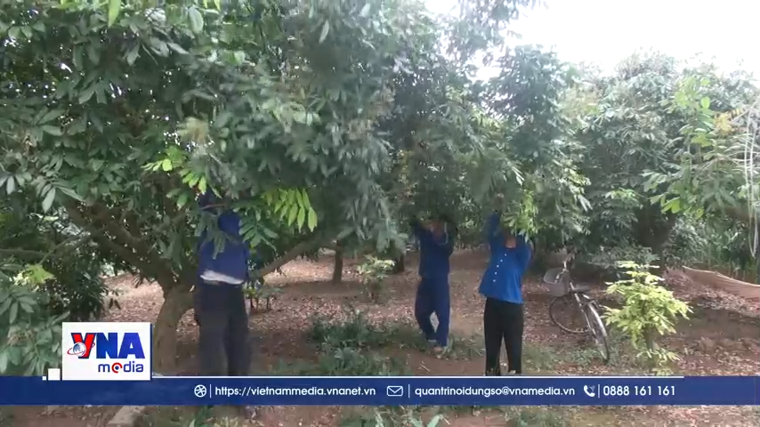 Hưng Yên bảo vệ năng suất nhãn trước biến động thời tiết