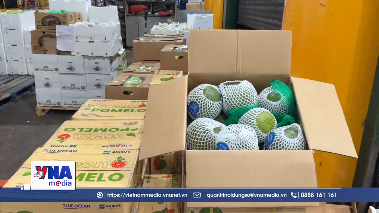 Lần đầu tiên trái bưởi Việt Nam có mặt tại thị trường Australia