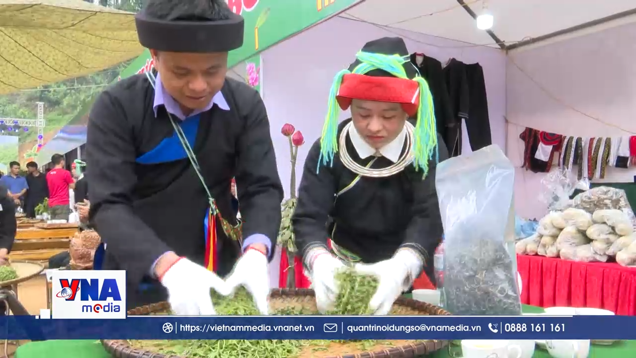 Chàng trai người Dao nâng tầm chè Shan tuyết trên dãy Tây Côn Lĩnh