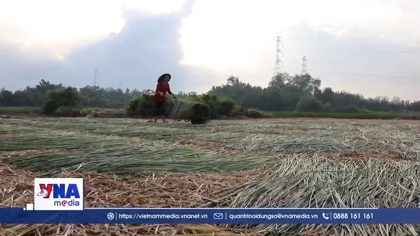 Giữ nhịp nghề quê bên vàm Nhựt Tảo