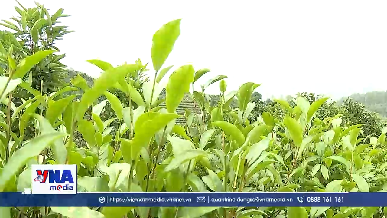 Sản xuất an toàn sinh học - hướng đi bền vững cho cây chè