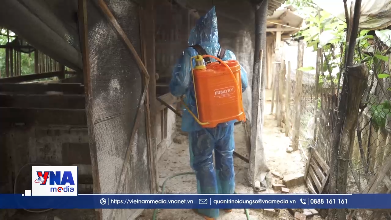 Lào Cai nỗ lực dập dịch tả lợn châu phi ở Gia Hội