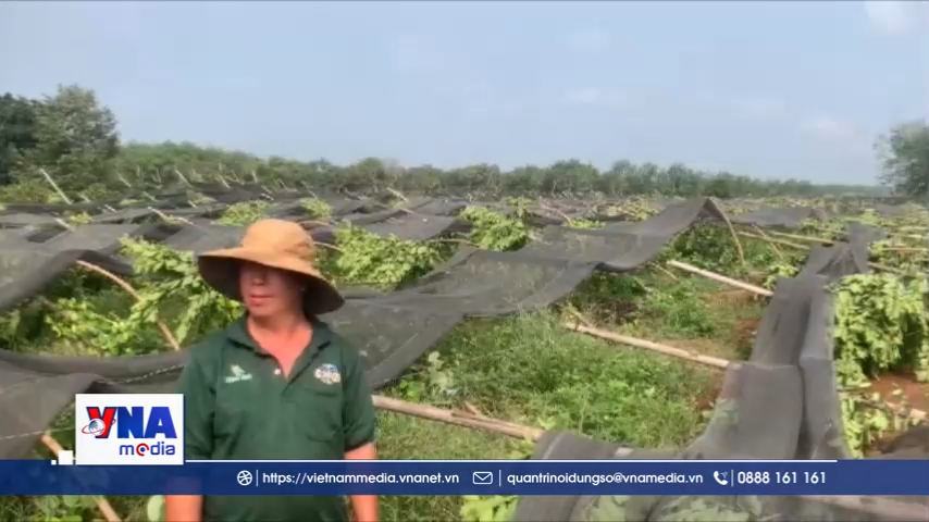 Đồng Nai: Mưa lớn kèm lốc xoáy làm gãy đổ hàng ngàn trụ tiêu