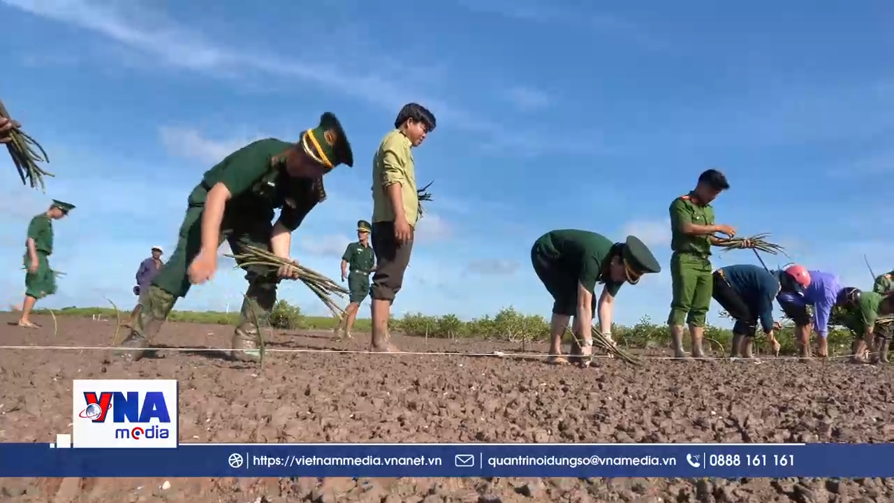 Màu áo biên phòng tiếp sức cho rừng phòng hộ ven biển