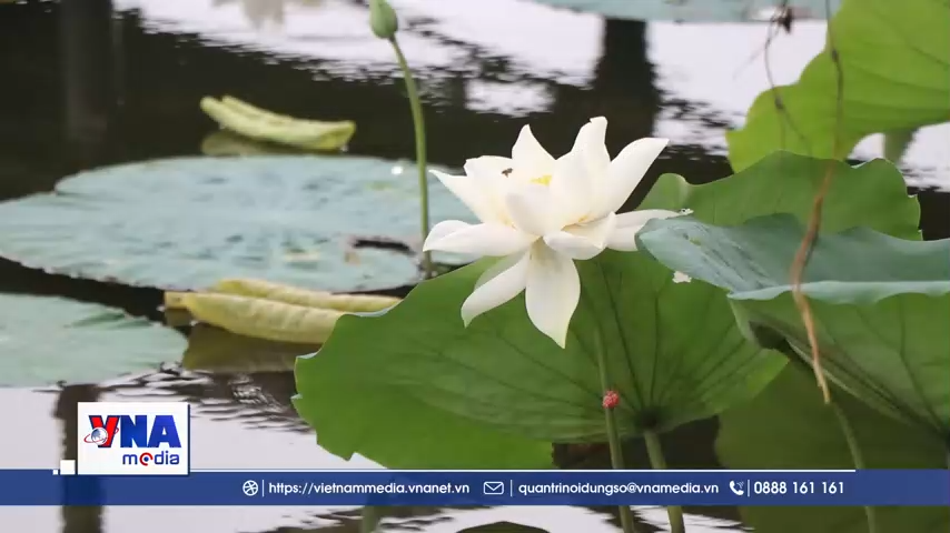 Nét văn hóa độc đáo của trà sen xứ Huế