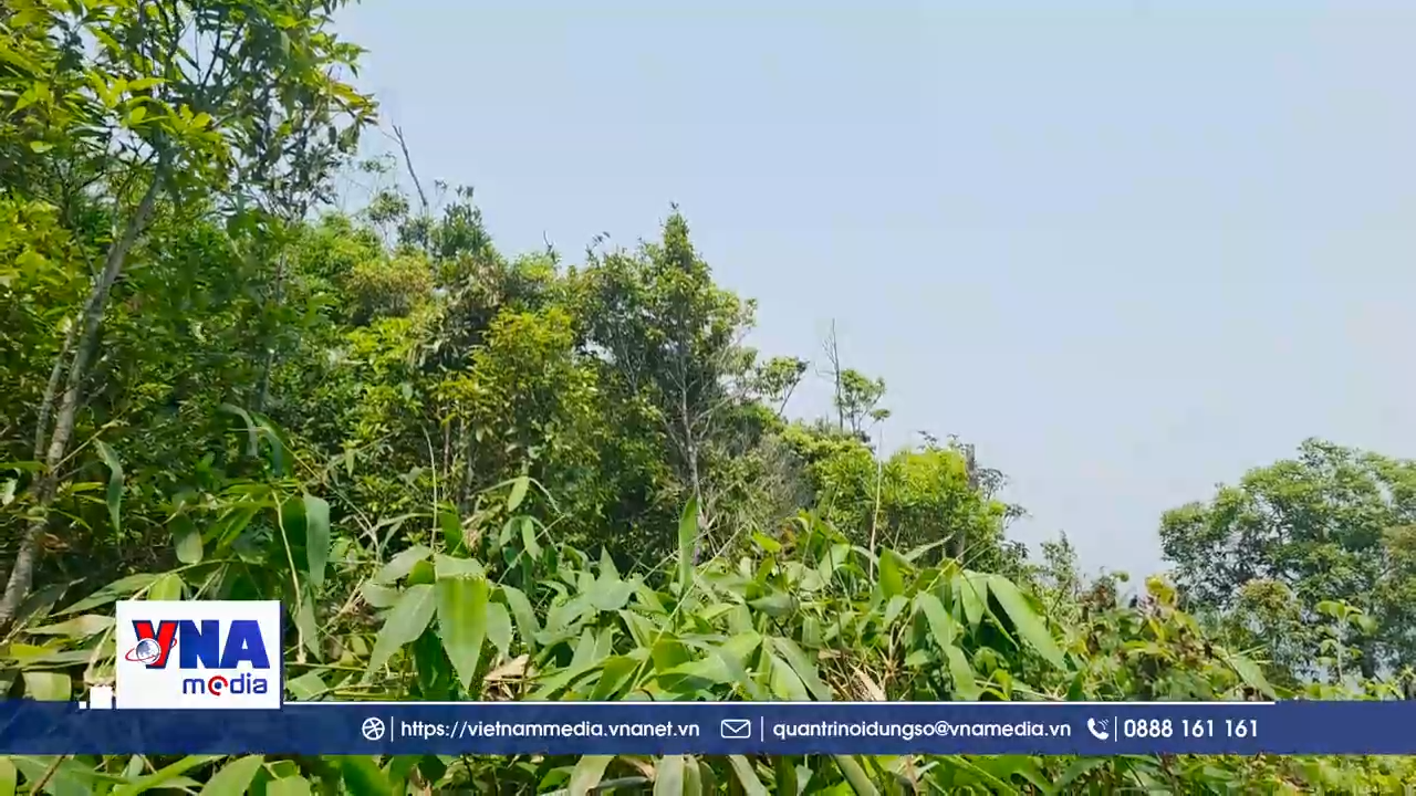 Đắk Lắk bảo tồn và phát huy tiềm năng du lịch vườn trà cổ trên đỉnh núi