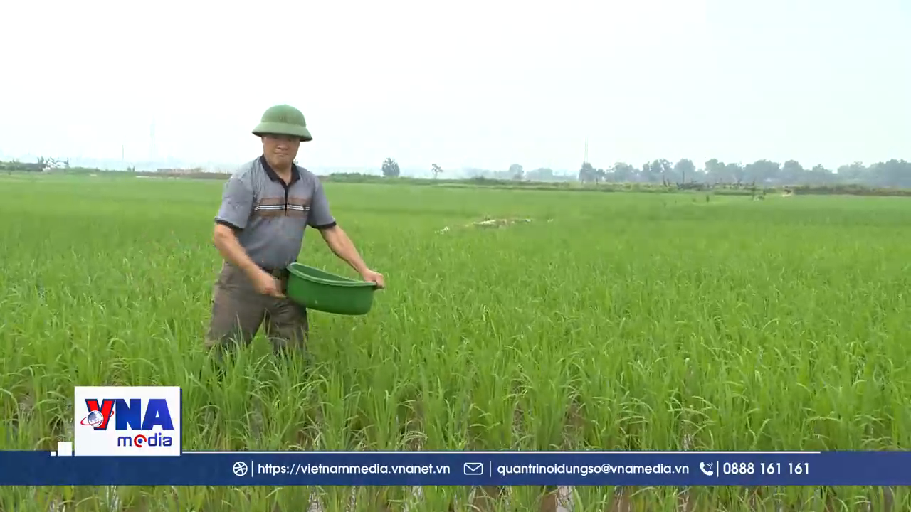 Nâng diện tích lúa giảm phát thải gắn với bài toán sử dụng phân bón đúng