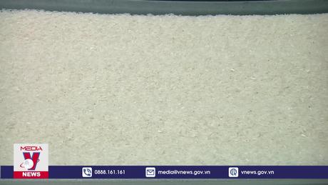 Ổn định việc sản xuất và xuất khẩu lúa gạo