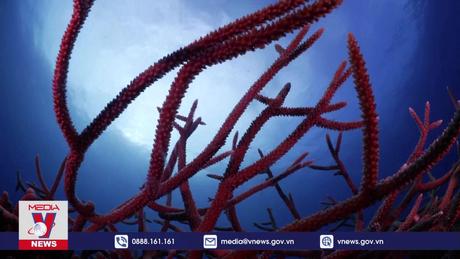 Cuba tìm cách bảo vệ rạn san hô khi nhiệt độ đại dương tăng