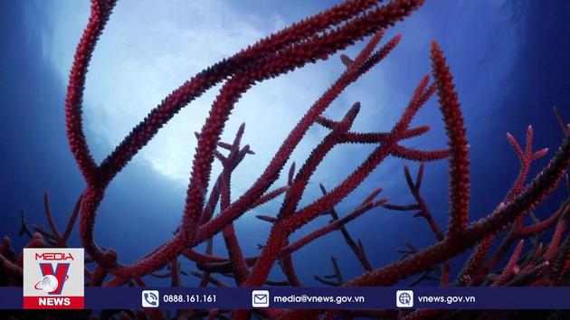 Cuba tìm cách bảo vệ rạn san hô khi nhiệt độ đại dương tăng