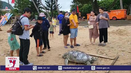 Phát hiện cá thể rùa biển tử vong, trôi dạt vào bãi biển TP.Vũng Tàu