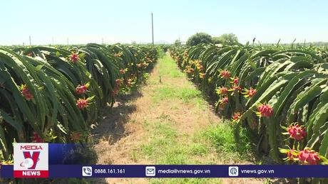 Siêu thị tại Anh dừng bán thanh long Việt Nam