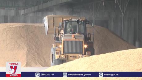 Các nhà sản xuất gạo Thái Lan kêu gọi điều chỉnh chiến lược nông nghiệp