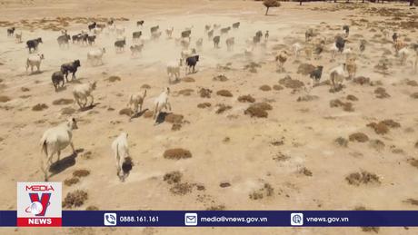 Australia phủ nhận bùng phát bệnh viêm da nổi cục ở gia súc