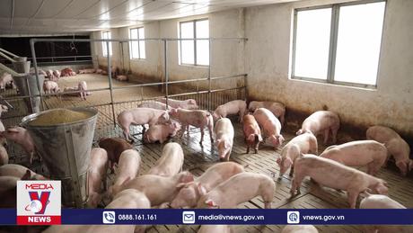 Người chăn nuôi heo thận trọng tái đàn vụ Tết