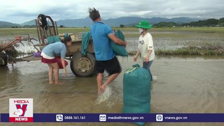 Mưa lũ khiến gần 1.300 ha lúa ở Đắk Lắk bị ngập