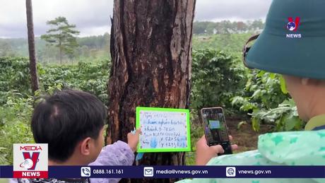 Thông ba lá được “giải cứu” sau khi bị đầu độc bằng hoá chất