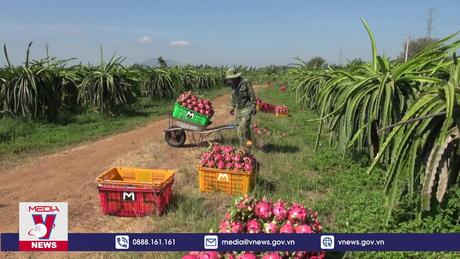 Quả thanh long Việt Nam không vi phạm quy định ATTP