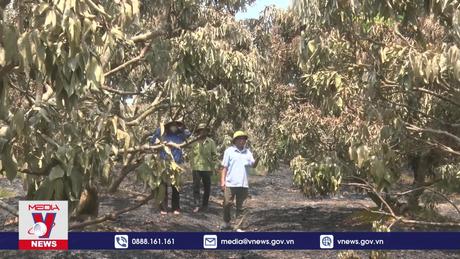 Cháy vườn vải Thanh Hà, Hải Dương