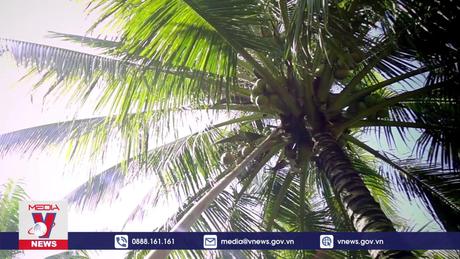  Ngành dừa hướng đến kim ngạch tỷ đô