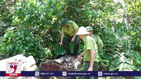 Thanh Hóa tăng cường quản lý, bảo vệ rừng