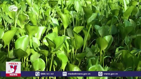 Sinh vật ngoại lai – Mối đe dọa toàn cầu