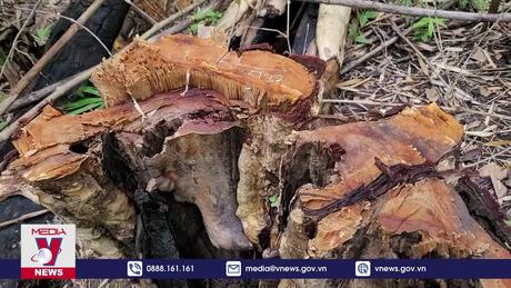 Gia Lai triệt phá vụ khai thác gỗ trái phép quy mô lớn